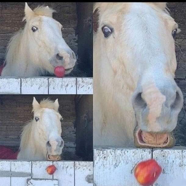 Apple Horse