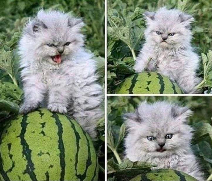 Melon Cat