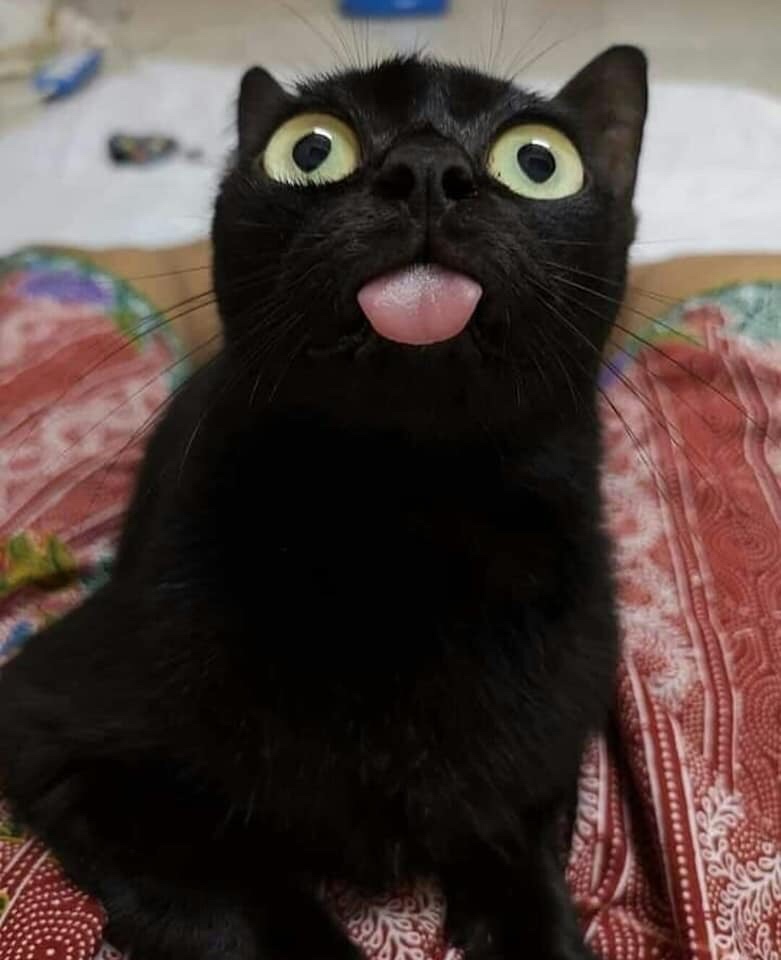 more blep